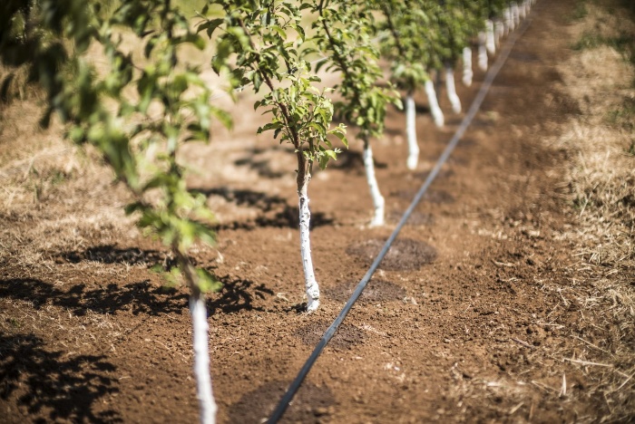 watering the trees in an orchard with an irrigation system