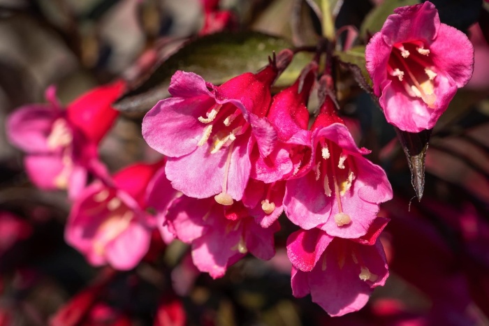 pink weigela flower with a bunch of pretty blossoms