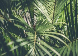 What Are Different Types of Tropical Plants That Exist Today (1)