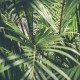 What Are Different Types of Tropical Plants That Exist Today (1)