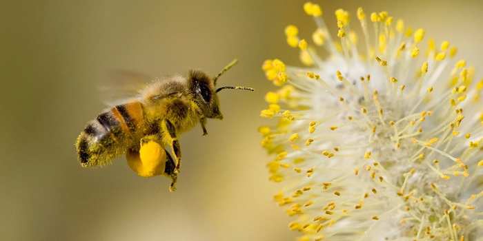 a bee gathering pollen from a yellow plant with bright yellow buds