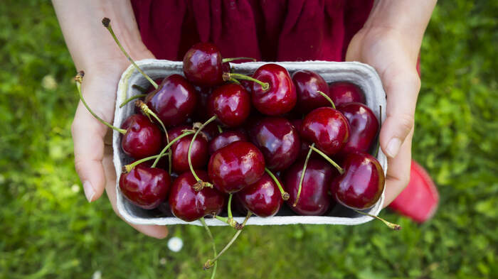 woman in a red dress outdoors on a green lawn holding a container with red cherries