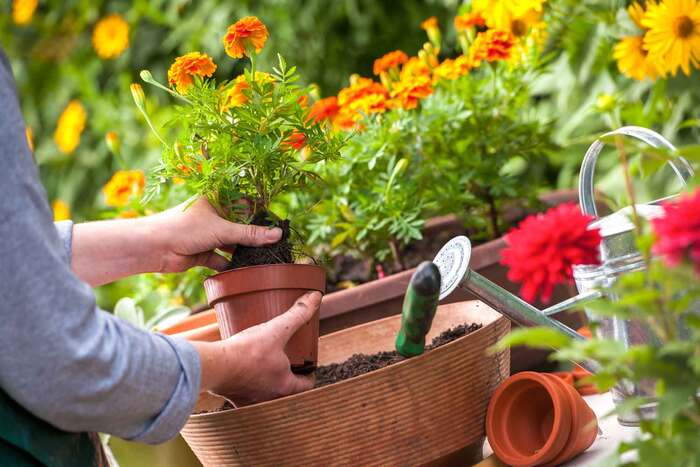 gardening woman planting flowers in her garden