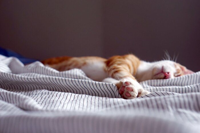 good sleep daily habits white and orange cat sleeping in a bed 