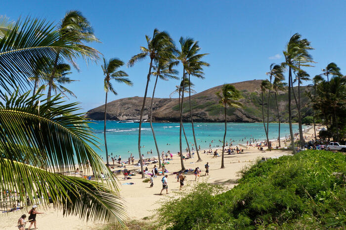 Hawaii beach with tall palm trees light blue waters 