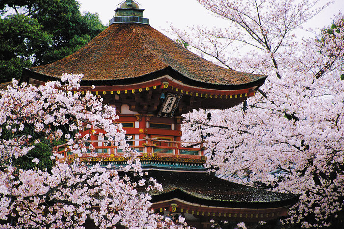 kyoto japan temple roof surrounded by blossoming cherry trees