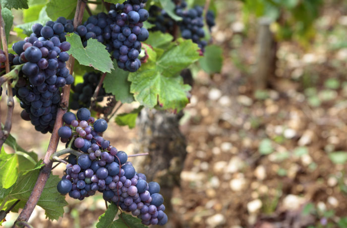 pinot noir summer wines purple grapes in a garden