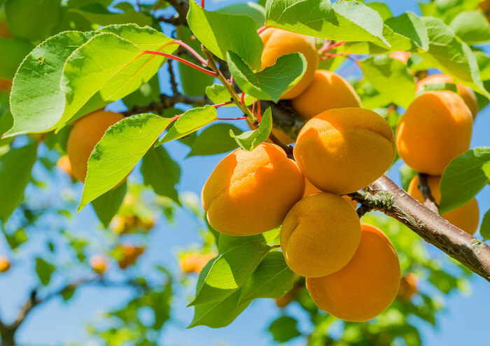 seasonal fruits apricots on a branch with green leaves blue sky in the background