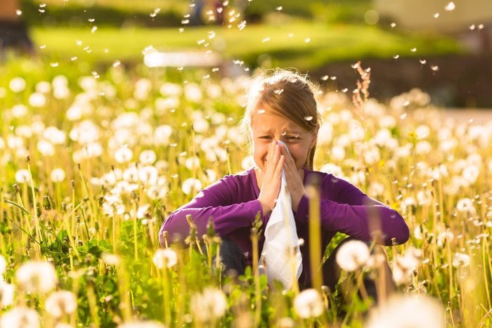 hay fever little girl in purple top in the middle of a field with dandelions holding her nose and face