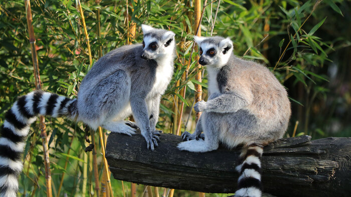 animals on madagaskar two lemurs sitting on a thick dry branch looking in the same direction