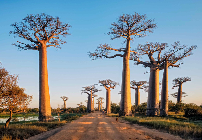 baobab trees at sunset large tall old trees in Madagaskar