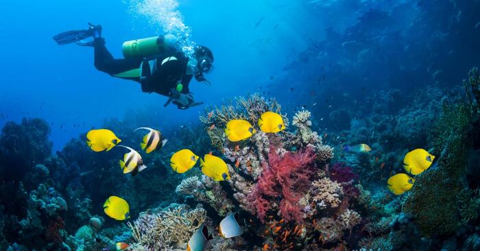 bonaire scuba diving in the caribbean a diver reaching a coral reef with colorful fish floating around