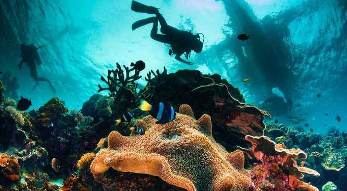 diving in the philippines two divers and a colorful sea bottom with tropical fishes