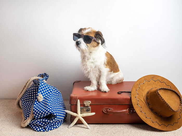 dog with sunglasses ready for vacation sitting on a brown suitcase with a hat and a blue dotted beach bag 