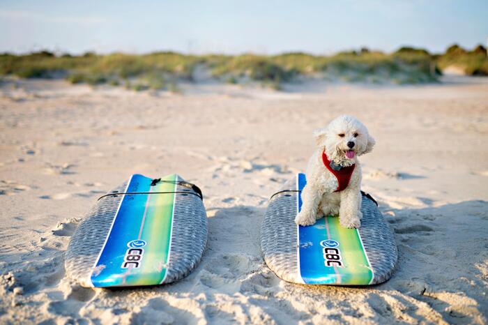 dog on a surf board on the beach with two surf boards lying on it