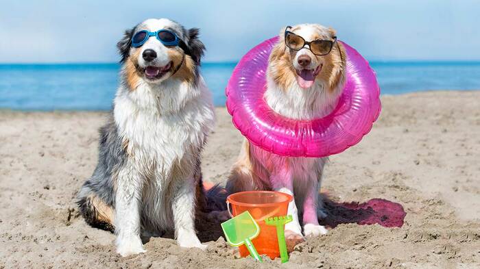 dogs on the beach two dogs with beach accessories googles and sunglasses posing for a photo on the beach