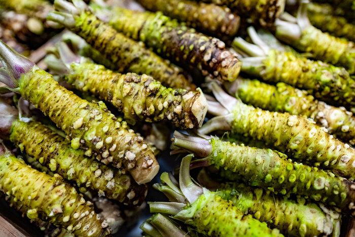 many fresh wasabi roots in water with cut upper leaves ready for consumption