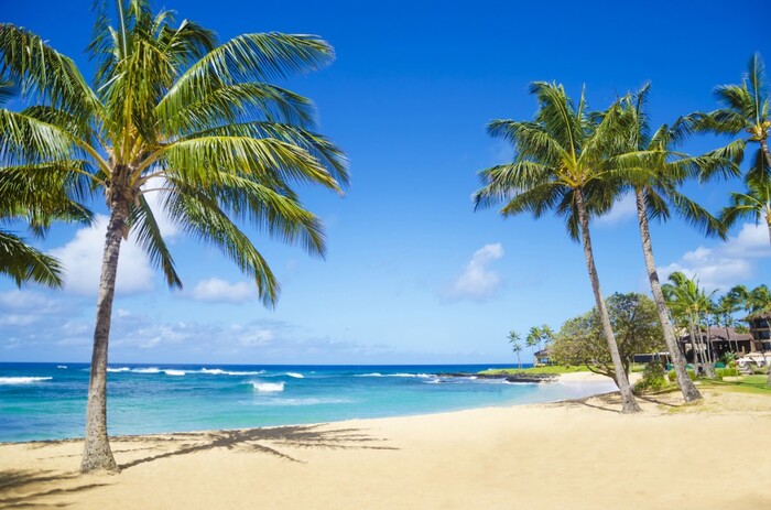 sandy beach in hawaii with palm trees exotic beach destination with clear sky and blue waves