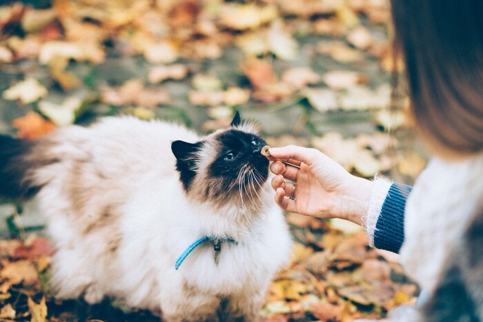 pet travel long hair cat outside with a blue leash sniffing a piece of cat food given by a girl