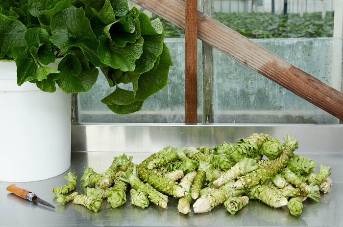 picked wasabi roots with green wasabi leaves on a metal surface with a little knife