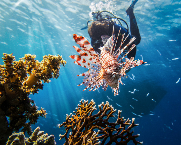 red sea diving large colorful tropical fish with corals sticking from the bottom and a scuba diver in the background