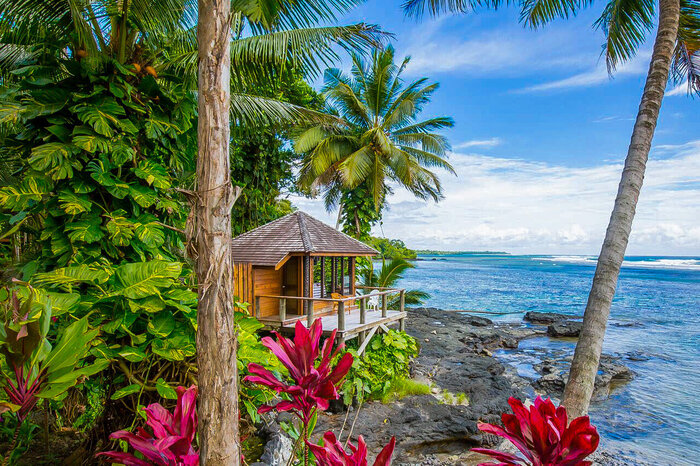 exotic landscape with large pink plants and tall palm trees and a wooden cabin on the rocks right next to the ocean