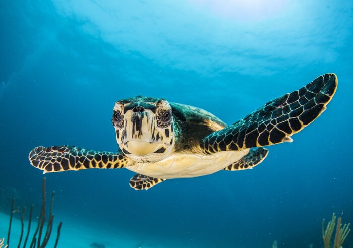 turtle underwater looking straight into the camera with heir wings spread into the blue water