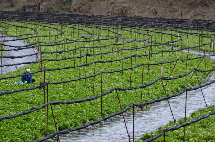 wasabi plantation fields of green wasabi with irrigation system person checking on the plants