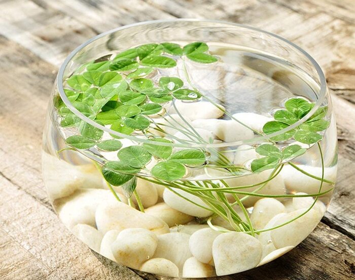 floral displays fishbowl with white stones and green plants floating close up