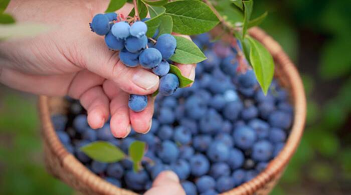 picking blueberries hand holding a basket and picking large blueberries