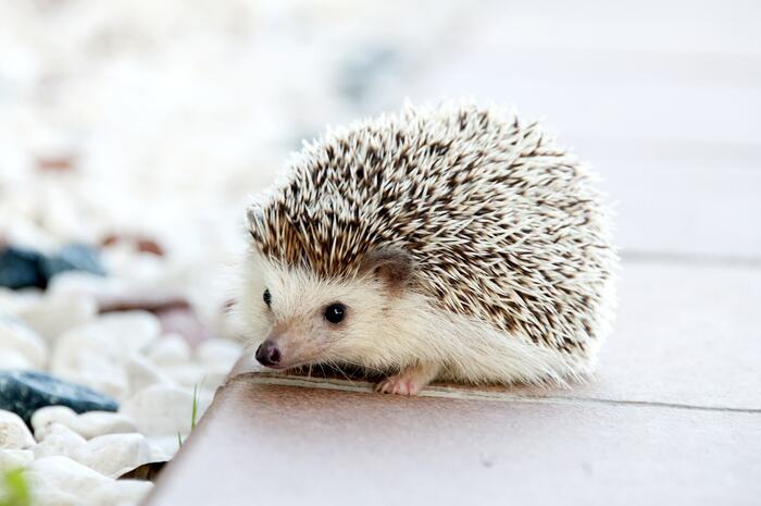 animals and seasons hedgehog on a tiles outside looking at the camera