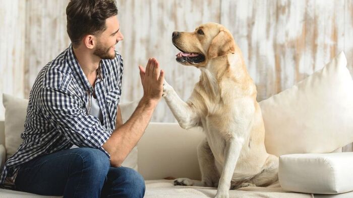 man in jeans with a blue and white shirt sitting on a white couch giving a high five to a light golden retriever