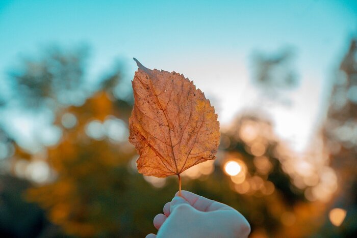 body seasons hand holding a fall leaf with a blue sky in the background