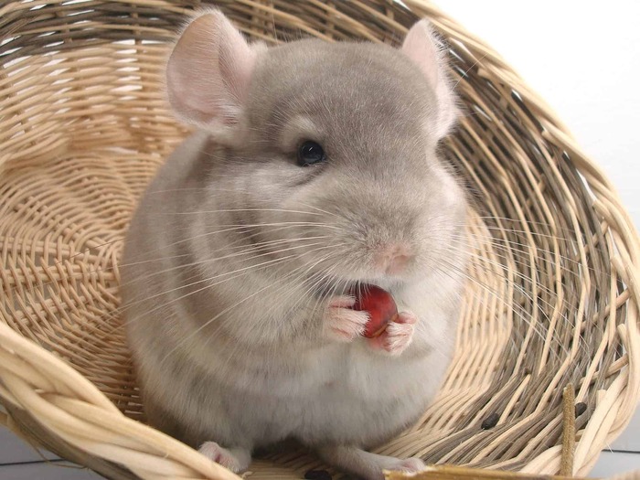 cute close up of a chinchilla holding a nut in a light woven basket