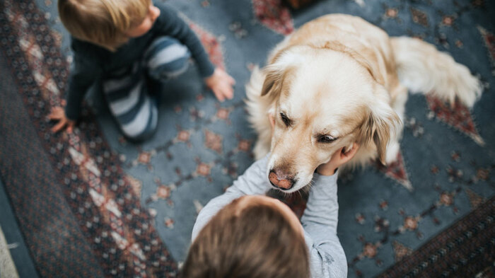 dog owners little kids playing a light blue carpet with a large golden retriever