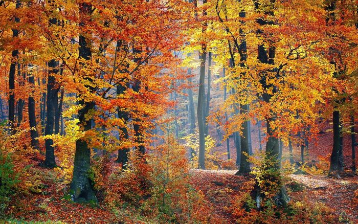 foliage in arkansas forest in fall colors trees in different colors