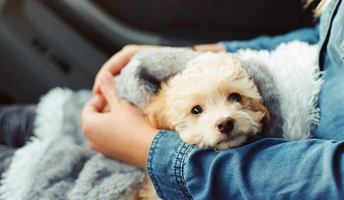 girl in a denim shirt sitting in a car holding a small yellow puppy in a blanket on her lap 