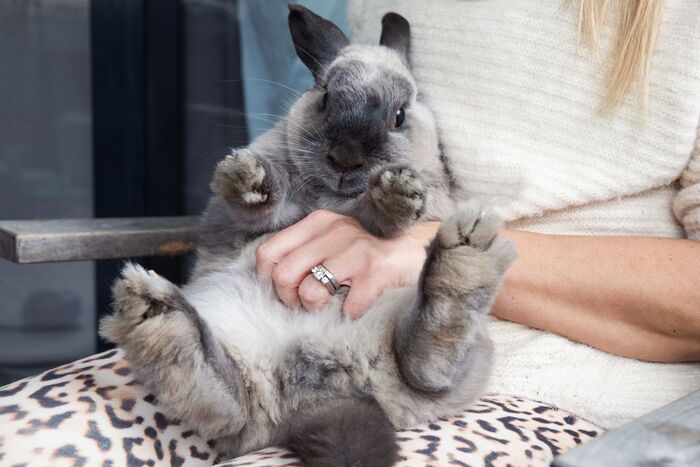 woman holding a large grey rabbit in her lap petting its tummy