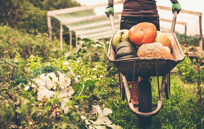 seasonal food person pushing a garden cart full of pumpkins in the middle of a lush garden