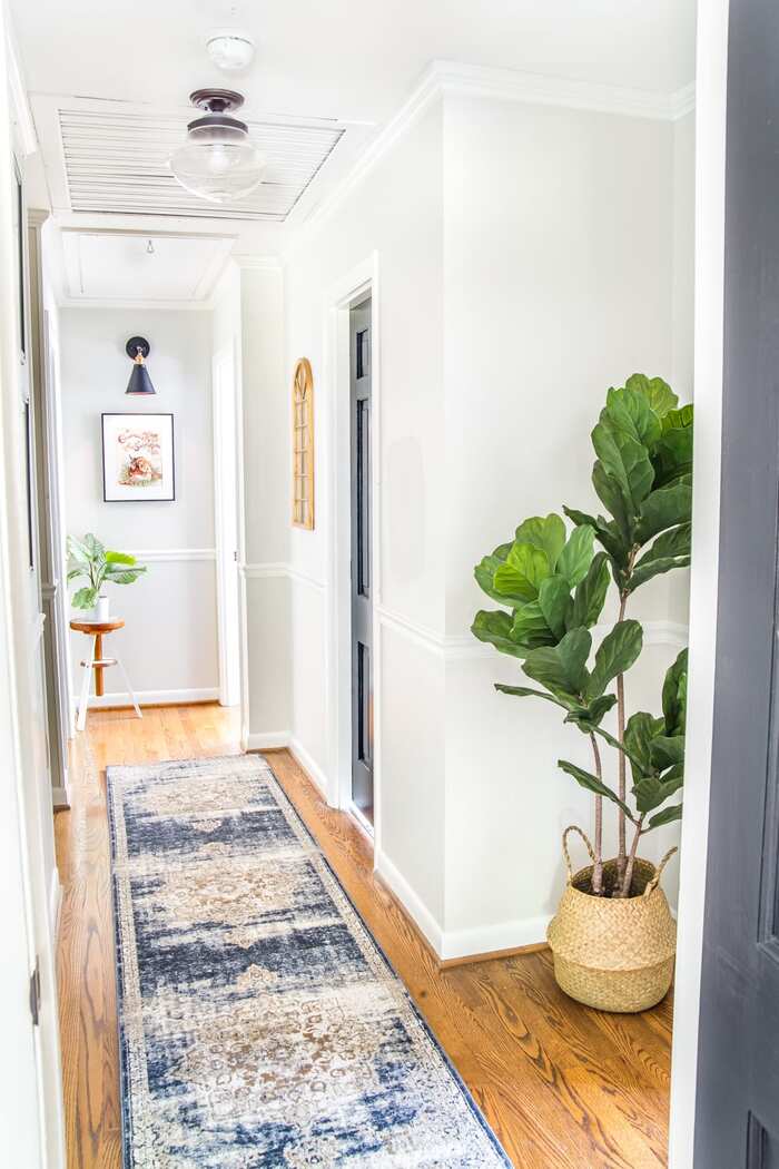 small hallway in white and blue with a wooden floor large living plant and a blue carpet