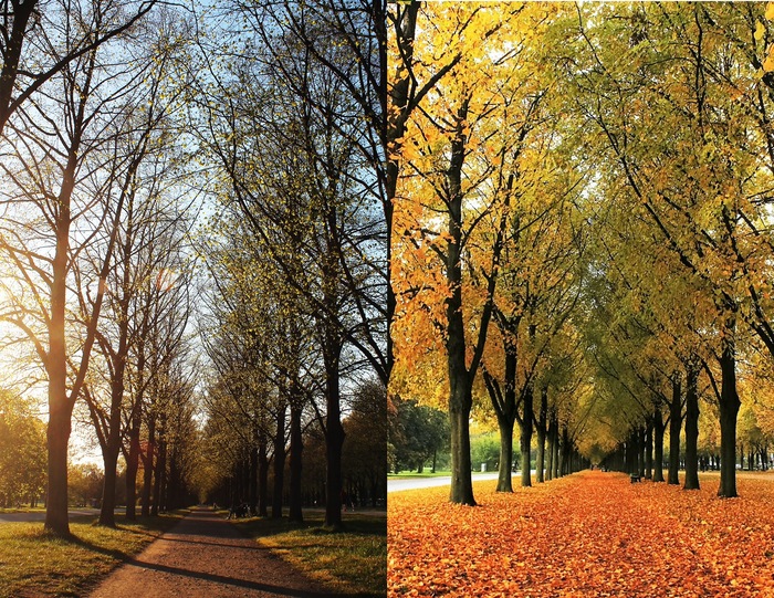 change of season comparison of the same park lane in spring and autumn