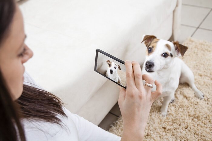 tips to get a pet woman taking a picture with her phone of her little dog on the carpet at home