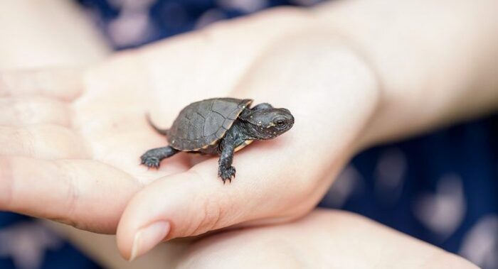 mini turtle in a palm of a hand crawling and looking out