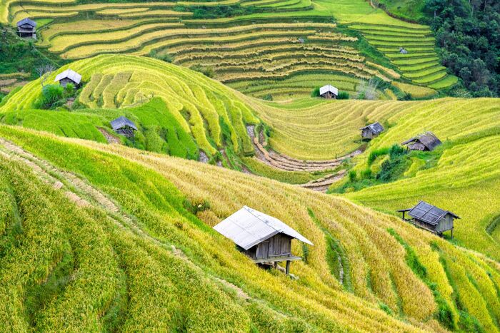 vietnam terraced green hills with little huts scattered around with a forest in the background