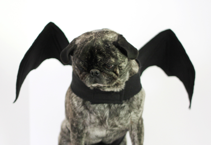 a grey dog with a halloween black bat costume on a white background