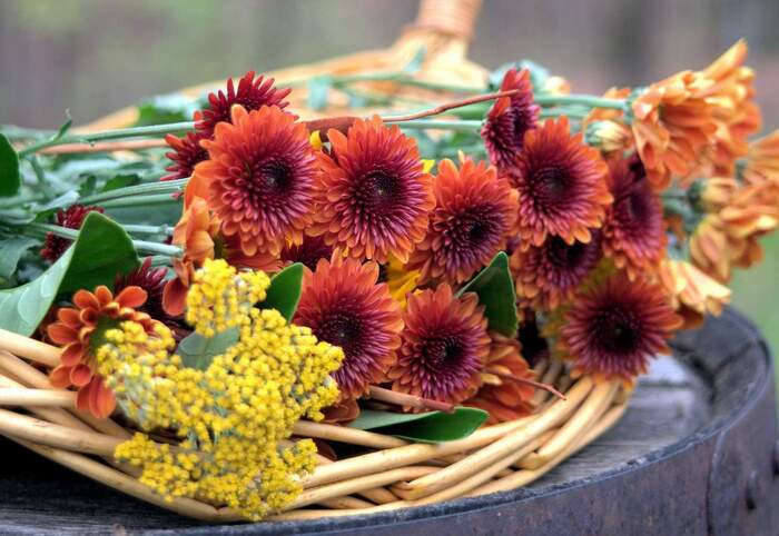 best fall flowers different colors in a basket outside