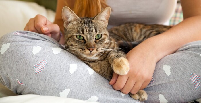 cute cat sitting in the lap of a red haired girl dressed in grey pants with hearts