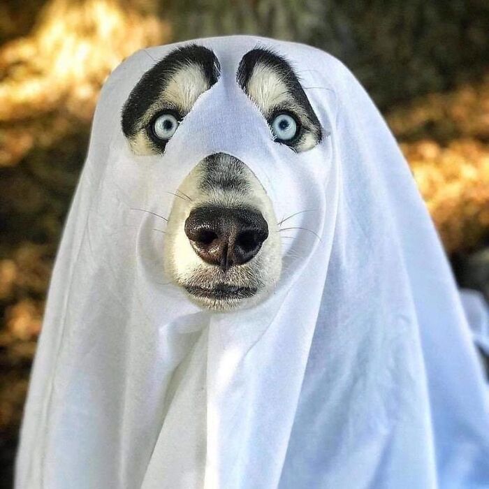 dog ghost husky dog with bright blue eyes with a white cloth on it dressed as a ghost