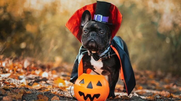 little black french bulldog in a halloween costume with a hat and a pumpkin lantern in the park