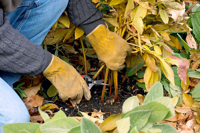 fall cutting person in yellow working gloves kneeling and cutting plants in a garden